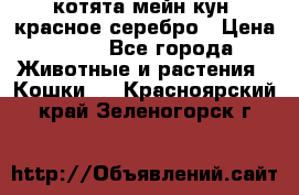 котята мейн кун, красное серебро › Цена ­ 30 - Все города Животные и растения » Кошки   . Красноярский край,Зеленогорск г.